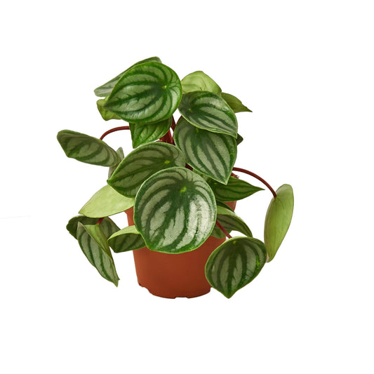 Watermelon Begonia